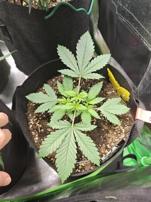 Apple Strudel & Strawberry Gorilla RF3. Week 4 - The little Banana Purple Punch recovered nicely from the topping I did a few days ago.