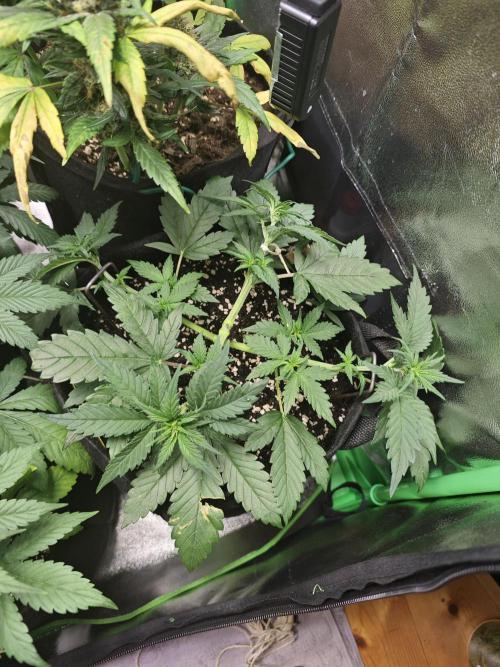 Apple Strudel & Strawberry Gorilla RF3. Week 5 - I think the BPP might have started pre flower. I hope I'm wrong because it still a bit too small.