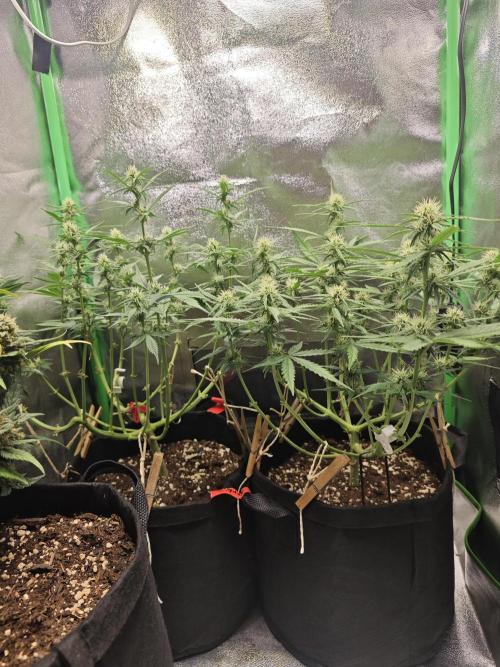 Apple Strudel & Strawberry Gorilla RF3. Week 6