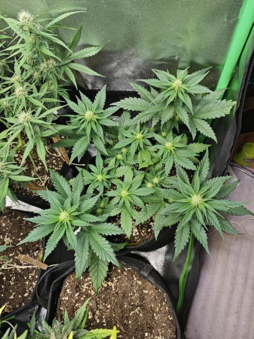 Apple Strudel & Strawberry Gorilla RF3. Week 6 - The BPP went into flower pretty early. Besides that It's looking good.
