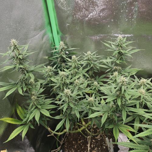 Apple Strudel & Strawberry Gorilla RF3. Week 7
