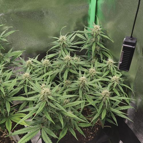 Apple Strudel & Strawberry Gorilla RF3. Week 7
