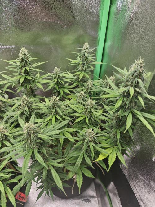 Apple Strudel & Strawberry Gorilla RF3. Week 8 - 🍓🦍 Stacking up a little slower but it'll get there.