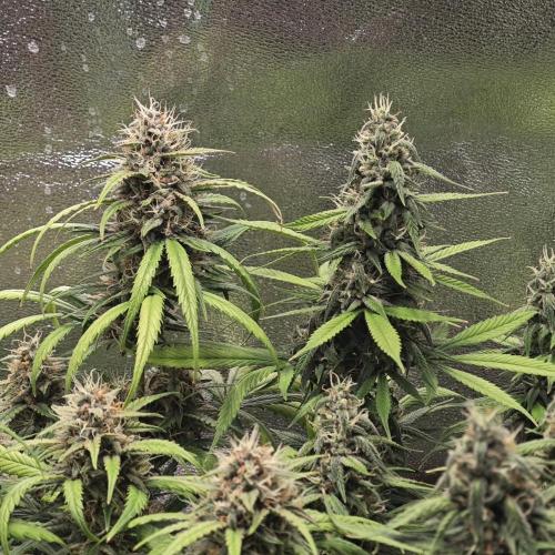 Apple Strudel & Strawberry Gorilla RF3. Week 9 - 🍎🌀 vs. 🍓🦍