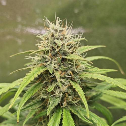 Apple Strudel & Strawberry Gorilla RF3. Week 9