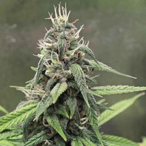 Apple Strudel & Strawberry Gorilla RF3. Week 9 - It's a weird pheno that coveres It's buds with Its leaves