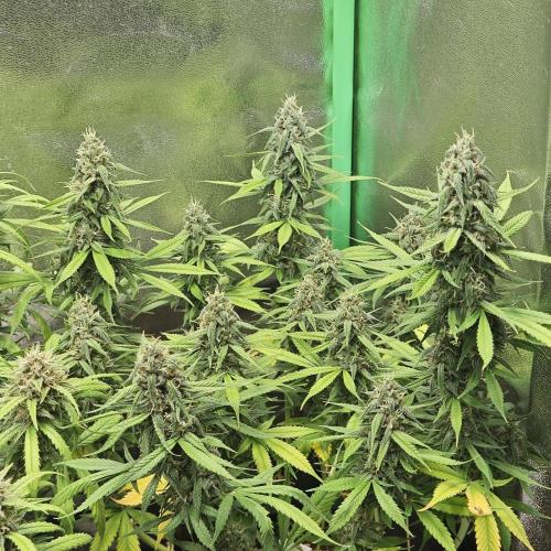 Apple Strudel & Strawberry Gorilla RF3. Week 9