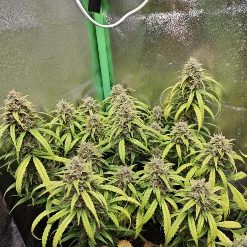 Apple Strudel & Strawberry Gorilla RF3. Week 10