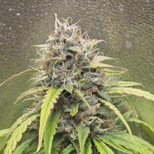 Apple Strudel & Strawberry Gorilla RF3. Week 10