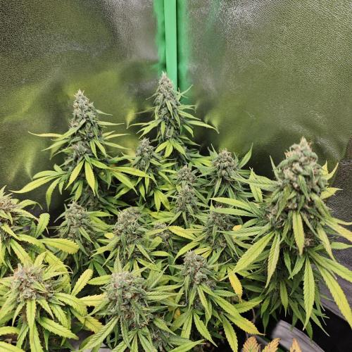 Apple Strudel & Strawberry Gorilla RF3. Week 10
