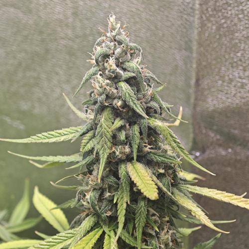 Apple Strudel & Strawberry Gorilla RF3. Week 10