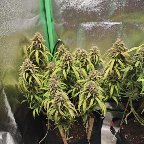 Apple Strudel & Strawberry Gorilla RF3. Week 11 - 🍎🌀