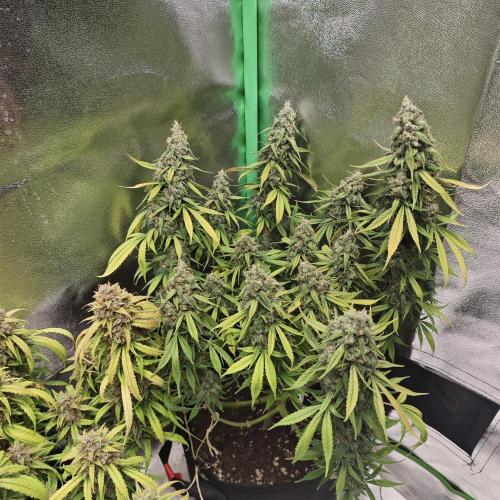 Apple Strudel & Strawberry Gorilla RF3. Week 11 - 🍓🦍
