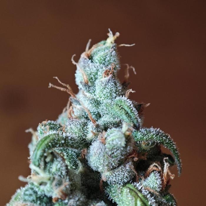 Apple Strudel & Strawberry Gorilla RF3. Week 12 - placeholder