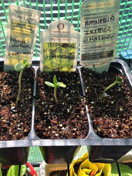 2ND ROUND GROW 2026. Week 1 - Seeds have been up for 3 days. Looked a little odd, but they seem to be growing.