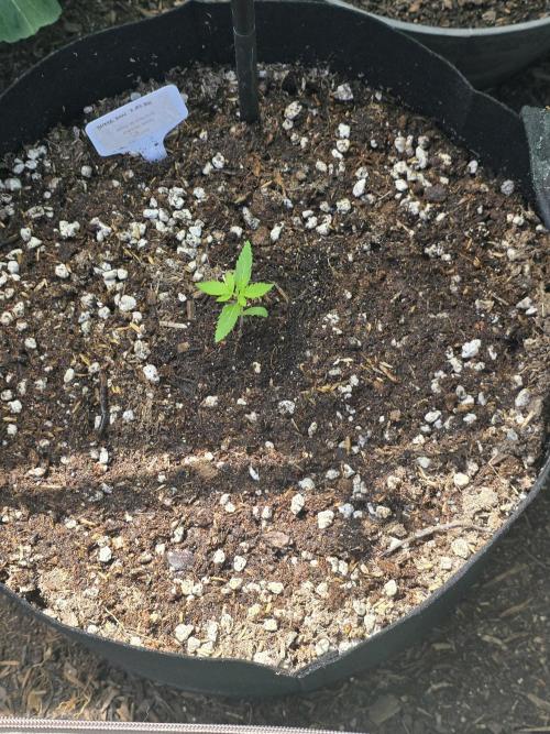 Fl🥦wer Child. Week 4 - Fresh in a 10 Gallon Pot. Yes I did successfully transplant an auto!
