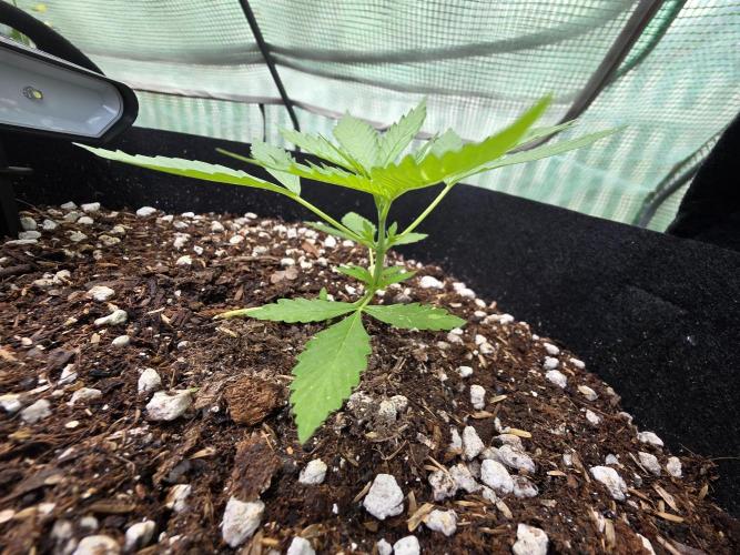 Fl🥦wer Child. Week 4 - Call myself doing some LST. This plant laughed and said "Hold my Stalk!" 🤣🤣🤣