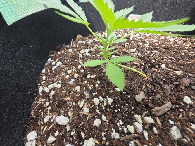 Fl🥦wer Child. Week 4 - I bent her over 👀 and she still found the sun. 🌻🌞☀️