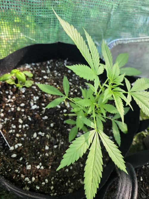 Fl🥦wer Child. Week 4 - Let's GROW!