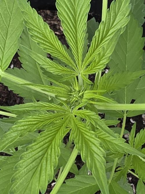 Fl🥦wer Child. Week 8 - First signs of flower!