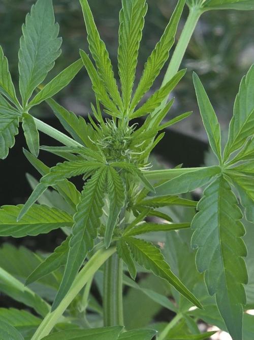 Fl🥦wer Child. Week 8 - Early signs that she's ready!