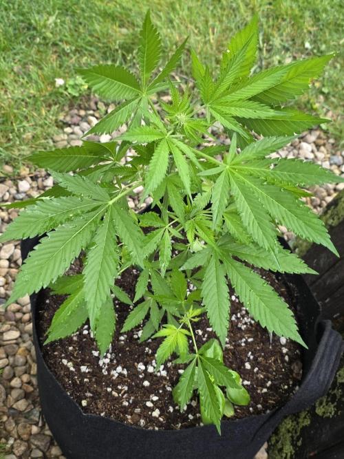 Fl🥦wer Child. Week 8 - I see her hairs!