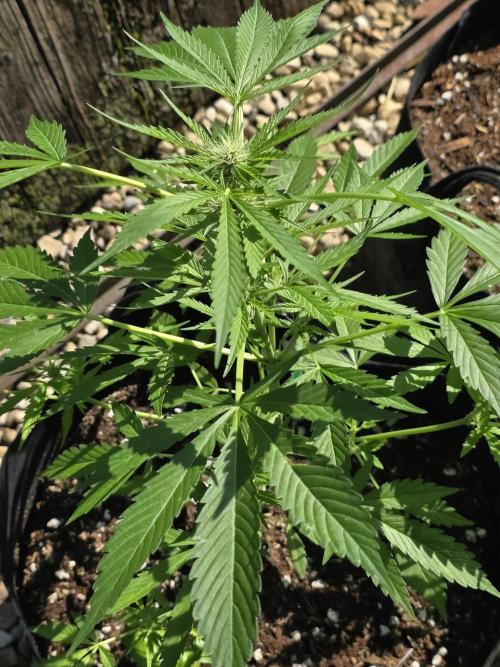 Fl🥦wer Child. Week 8 - Flowering beginning and I see the white hairs.