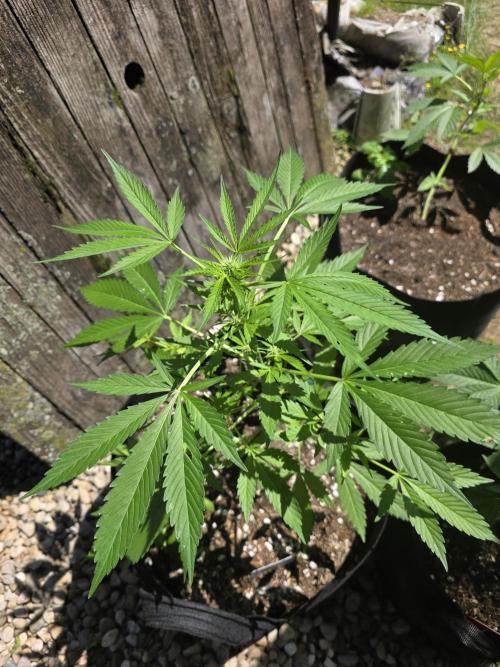Fl🥦wer Child. Week 8 - Reaching for the sun