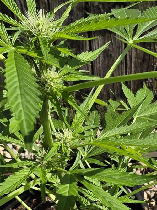 Fl🥦wer Child. Week 8 - I'm excited that I am watching this happen in real life!