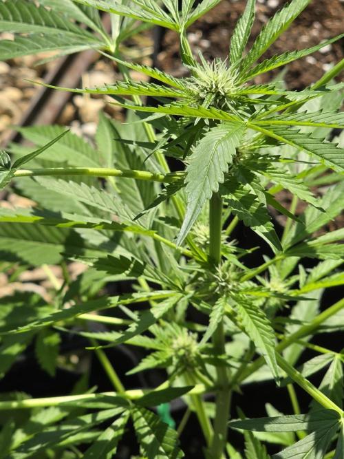 Fl🥦wer Child. Week 8 - L👀k at those hairs! They look like white "Cloud Bobs" 👀 🤣🤣🤣🤣🤣🤣