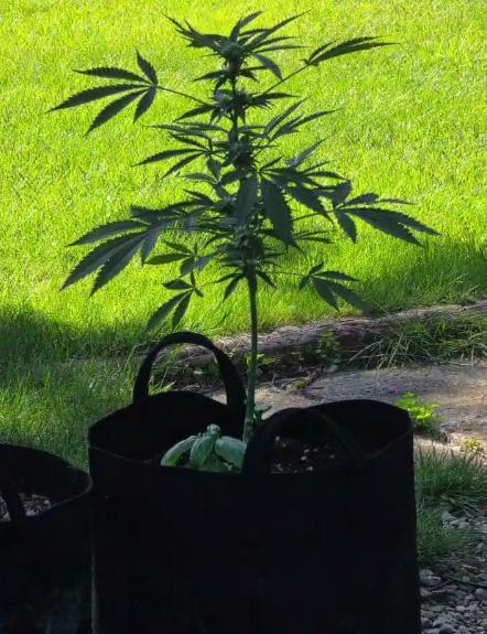 Fl🥦wer Child. Week 9 - I removed some of the lower branches to send everything up.