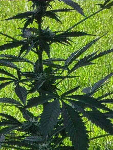 Fl🥦wer Child. Week 9 - She's starting to smell...Caught my nosey azz neighbor l👀king over the fence.