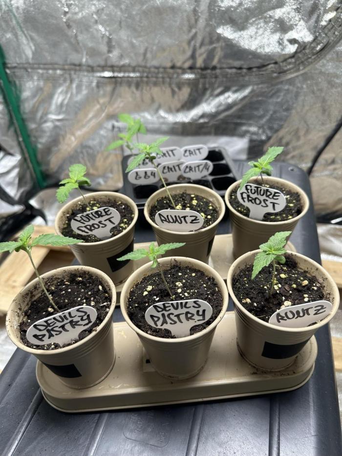 My own M&M‘s. Week 0 - Everybody is awake and alive. The Critical‘s just breaked threw the soil. 