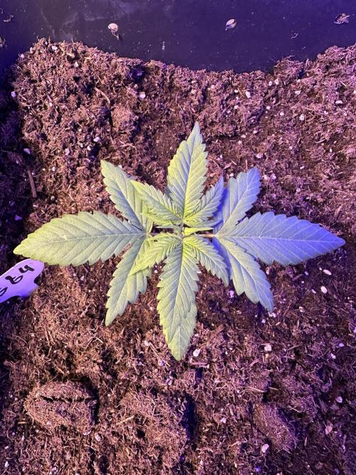 My own M&M‘s. Week 1 - GG4 - 1 / 13cm