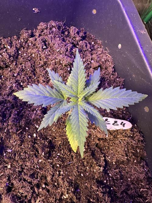 My own M&M‘s. Week 1 - GG4 - 2 / 13cm
