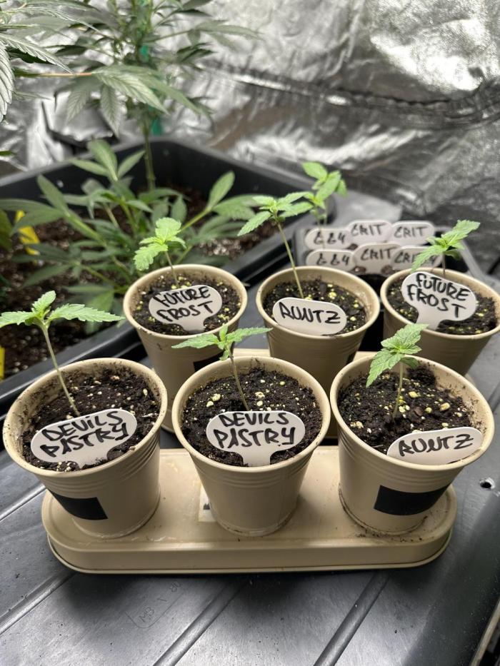 Future Frost #1. Week 0
