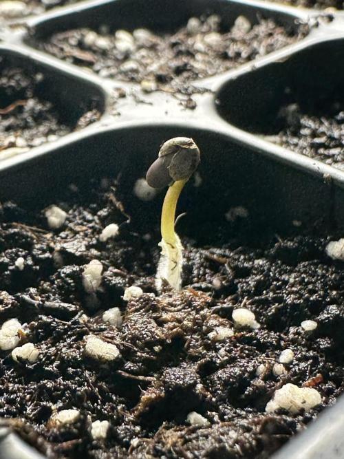 GG#4 Zamnesia. Week 0 - Looking good
