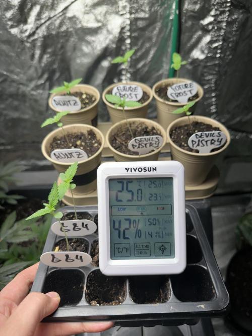 GG#4 Zamnesia. Week 0