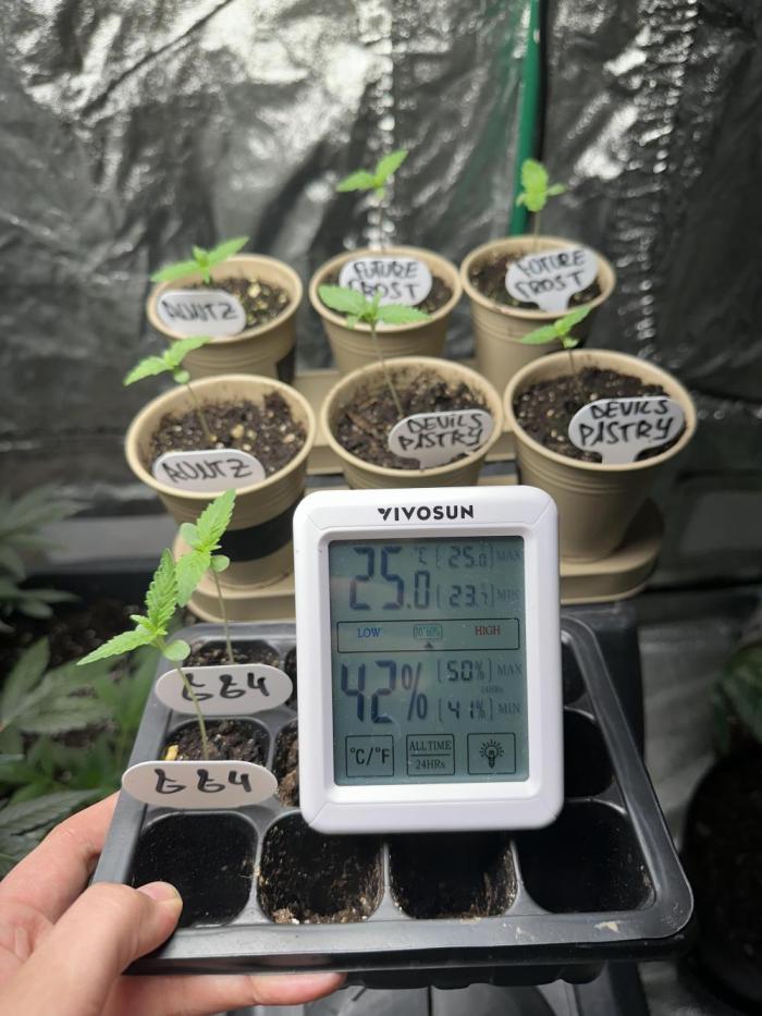 Runtz Seedstockers. Week 0