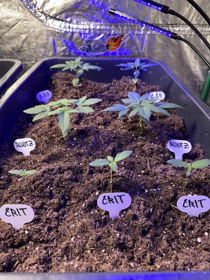 Critical RQS. Week 0