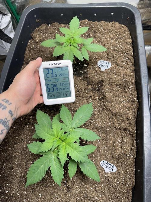 Future Frost #1. Week 1
