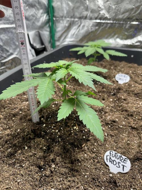 Future Frost #1. Week 1