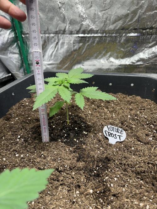 Future Frost #1. Week 1