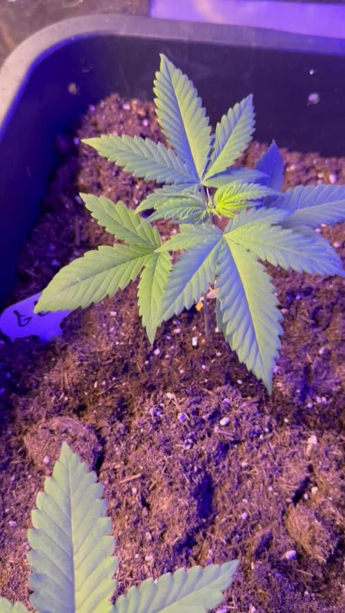 GG#4 Zamnesia