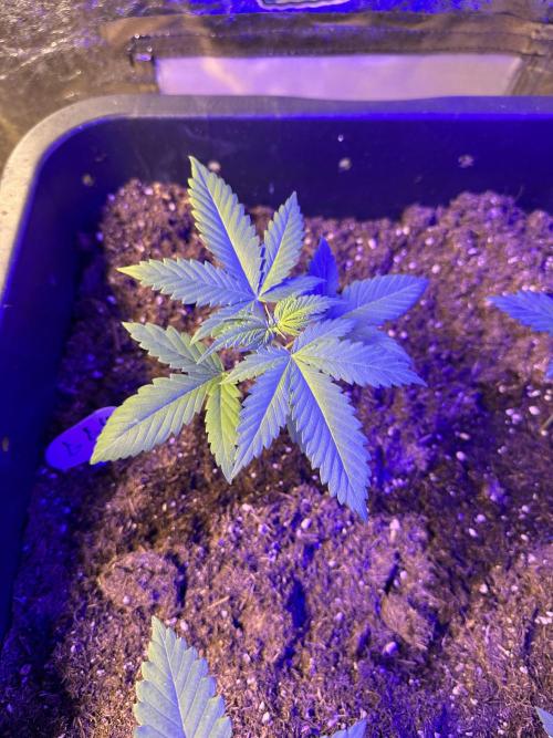 GG#4 Zamnesia. Week 1