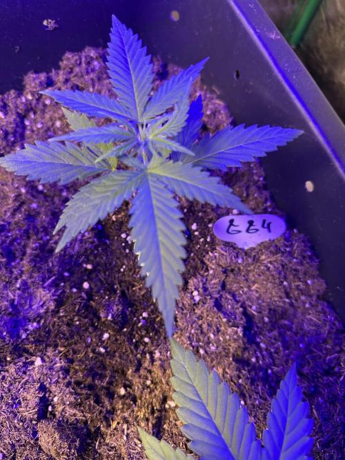 GG#4 Zamnesia. Week 1