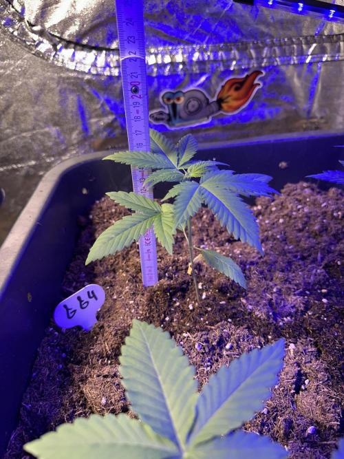 GG#4 Zamnesia. Week 1