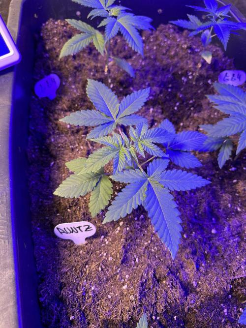 Runtz Seedstockers. Week 1