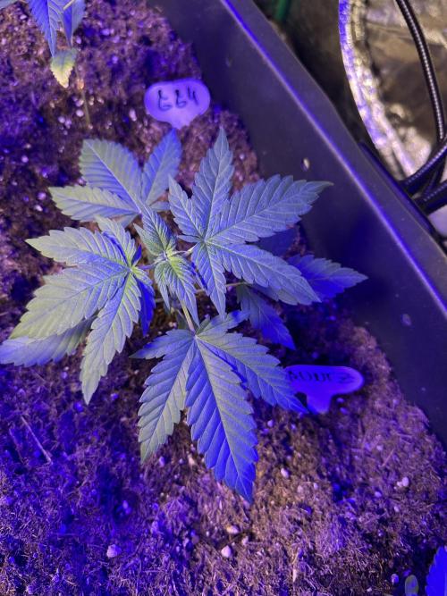 Runtz Seedstockers. Week 1