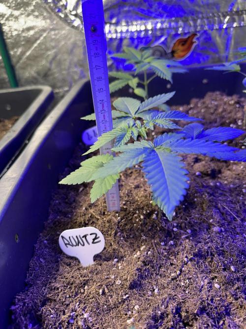 Runtz Seedstockers. Week 1
